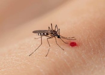 Se reportan 7 muertes y más de 3 mil casos de dengue en el país