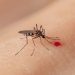 Se reportan 7 muertes y más de 3 mil casos de dengue en el país