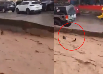Joven salva a un perrito de morir ahogado tras ser arrastrado por inundación en Sonora