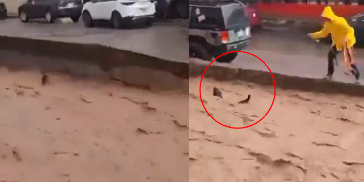 Joven salva a un perrito de morir ahogado tras ser arrastrado por inundación en Sonora