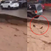 Joven salva a un perrito de morir ahogado tras ser arrastrado por inundación en Sonora