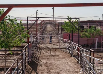 ‘Gusano barrenador no entiende de fronteras’