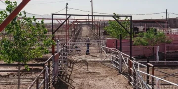 ‘Gusano barrenador no entiende de fronteras’