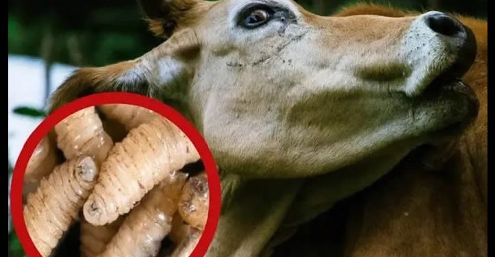 Ante la reapertura a la exportación de ganado en agosto, Sonora continúa blindando la entidad para que no llegue el gusano barrenador