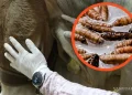 Coahuila y Sonora encabezan mejoría en casos de gusano barrenador, asegura Sheinbaum