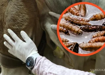 Coahuila y Sonora encabezan mejoría en casos de gusano barrenador, asegura Sheinbaum