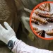 Coahuila y Sonora encabezan mejoría en casos de gusano barrenador, asegura Sheinbaum