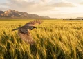 Alianza entre CIMMyT y Grupo Trimex impulsa un trigo más resiliente en Sonora