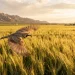 Alianza entre CIMMyT y Grupo Trimex impulsa un trigo más resiliente en Sonora