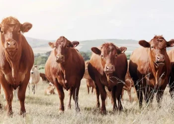 Pide Texas uso de ivermectina en alimento para frenar al gusano barrenador
