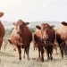 Pide Texas uso de ivermectina en alimento para frenar al gusano barrenador