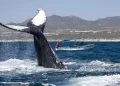 Islas del Golfo de California, uno de los grandes tesoros naturales de México