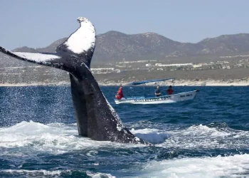Islas del Golfo de California, uno de los grandes tesoros naturales de México