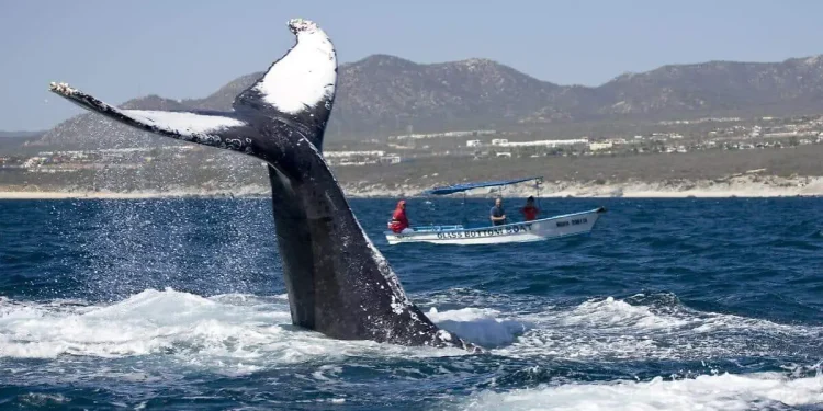 Islas del Golfo de California, uno de los grandes tesoros naturales de México