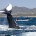 Islas del Golfo de California, uno de los grandes tesoros naturales de México
