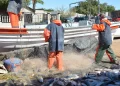 Ascienden a 20 mdp anuales pérdidas por embargo pesquero de EU al Alto Golfo