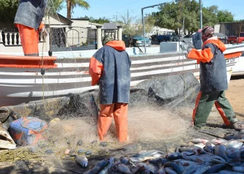 Ascienden a 20 mdp anuales pérdidas por embargo pesquero de EU al Alto Golfo