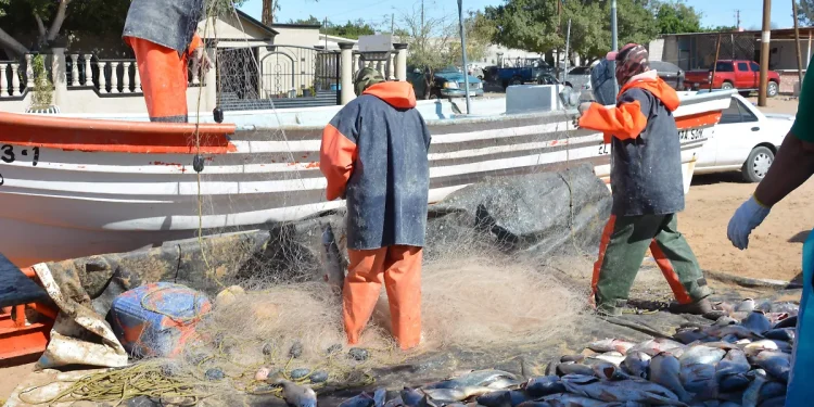 Ascienden a 20 mdp anuales pérdidas por embargo pesquero de EU al Alto Golfo