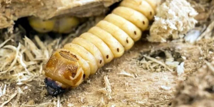 Gusano barrenador se extiende a 28 estados de México