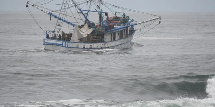 Sinaloa y Sonora los gigantes del camarón en México, pero ¿qué riesgo global hay ante un huracán?