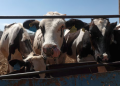 Combate de gusano barrenador es responsabilidad compartida, dice Sheinbaum: exportación de carne a EEUU comenzará en Sonora