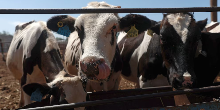 Combate de gusano barrenador es responsabilidad compartida, dice Sheinbaum: exportación de carne a EEUU comenzará en Sonora