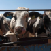 Combate de gusano barrenador es responsabilidad compartida, dice Sheinbaum: exportación de carne a EEUU comenzará en Sonora