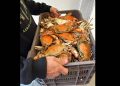 Buen inicio de temporada de captura de jaiba en los litorales de Sonora