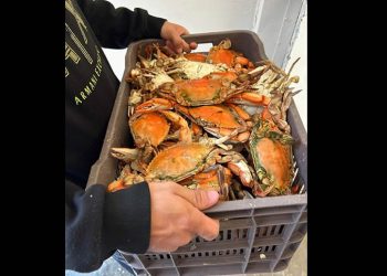 Buen inicio de temporada de captura de jaiba en los litorales de Sonora