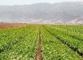 Gobierno de México descarta contaminación de cyclospora en lechugas de Taylor Farms en México