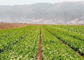 Gobierno de México descarta contaminación de cyclospora en lechugas de Taylor Farms en México