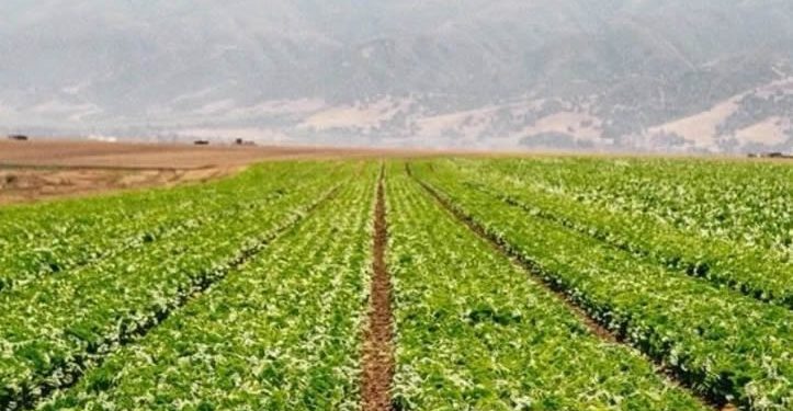 Gobierno de México descarta contaminación de cyclospora en lechugas de Taylor Farms en México