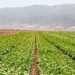 Gobierno de México descarta contaminación de cyclospora en lechugas de Taylor Farms en México