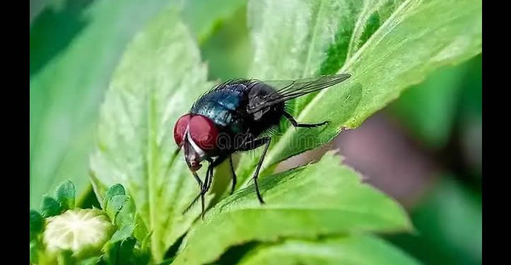 México alista cepa de moscas para combatir gusano barrenador