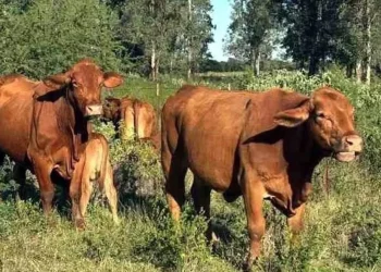 Extiende EU cerco al comercio bovino