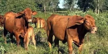 Extiende EU cerco al comercio bovino