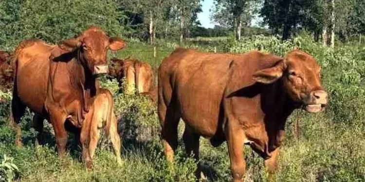 Extiende EU cerco al comercio bovino