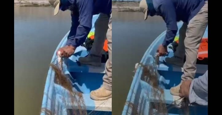 Abandonan en presa “El Oviáchc” artes de pesca utilizada para la pesca ilegal de Tilapia