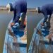 Abandonan en presa “El Oviáchc” artes de pesca utilizada para la pesca ilegal de Tilapia