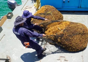 Arribo de sargazo a Quintana Roo es “gravísimo”; diario llegan 9 mil toneladas: Bárcena