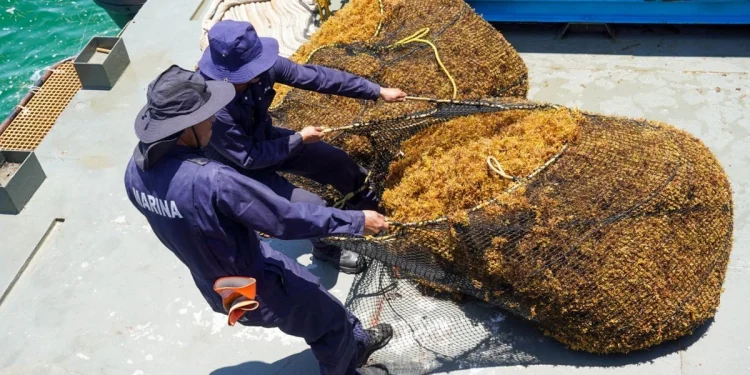 Arribo de sargazo a Quintana Roo es “gravísimo”; diario llegan 9 mil toneladas: Bárcena