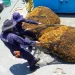 Arribo de sargazo a Quintana Roo es “gravísimo”; diario llegan 9 mil toneladas: Bárcena