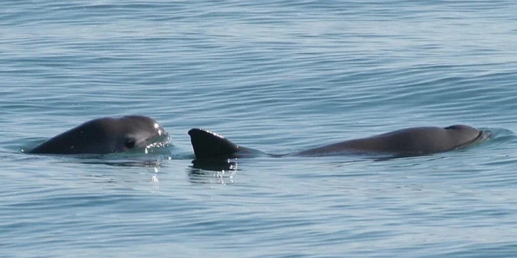 Semarnat fortalece protección a la vaquita marina con monitoreo y observadores comunitarios