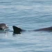 Semarnat fortalece protección a la vaquita marina con monitoreo y observadores comunitarios