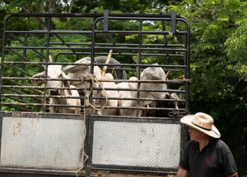 Sheinbaum informa que Cofepris busca reproducir nuevo ejemplar de mosca para combatir plaga de gusano barrenador
