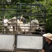 Sheinbaum informa que Cofepris busca reproducir nuevo ejemplar de mosca para combatir plaga de gusano barrenador