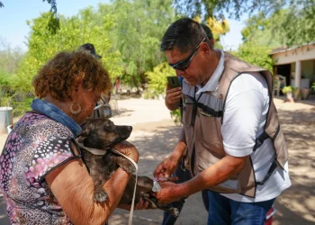 Sonora suma 74 casos y 32 muertes por fiebre manchada, enfermedad transmitida por la garrapata del perro