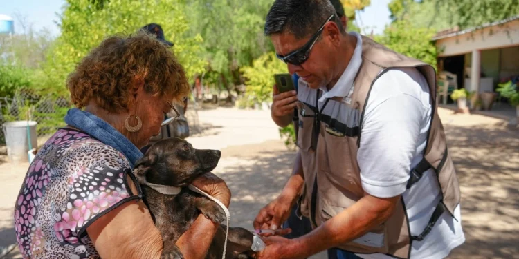 Sonora suma 74 casos y 32 muertes por fiebre manchada, enfermedad transmitida por la garrapata del perro