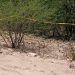 Cuerpos encontrados en los límites de Sonora y Sinaloa siguen sin identificar: Fiscalía de Sinaloa