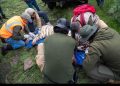 Matan a tigre de Bengala tras intensa búsqueda en Edomex